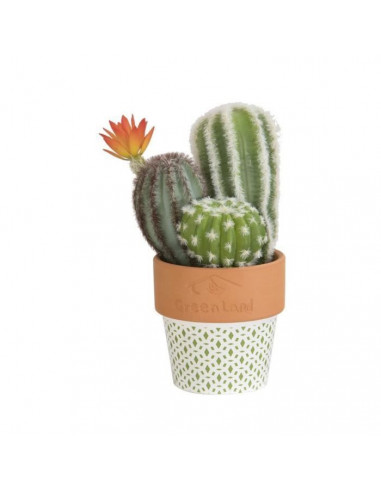 Composition de Cactus fleuri En pot...