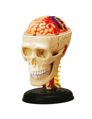 MGM Explora Anatomie crâne et...