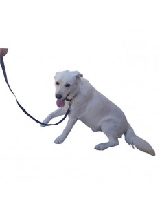 Rouge M -Siège auto harnais pour chien et laisse siège sécurité véhicule  chien conduit ceinture pour petit moyen grand animal bouled - Cdiscount