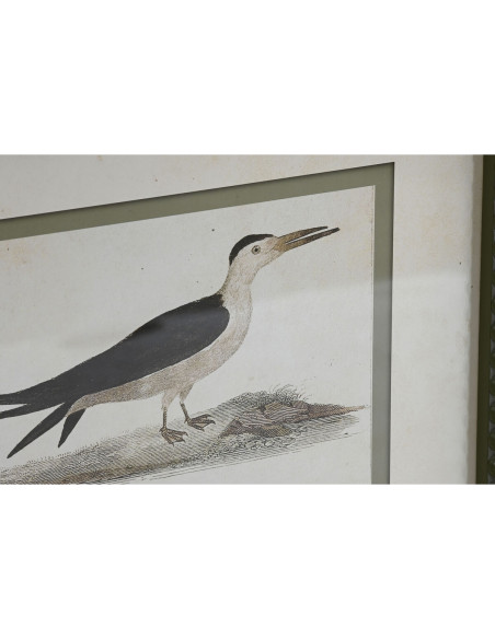 Cadre Home ESPRIT Oiseaux Cottage 40 x 2,5 x 54 cm (6 Unités)